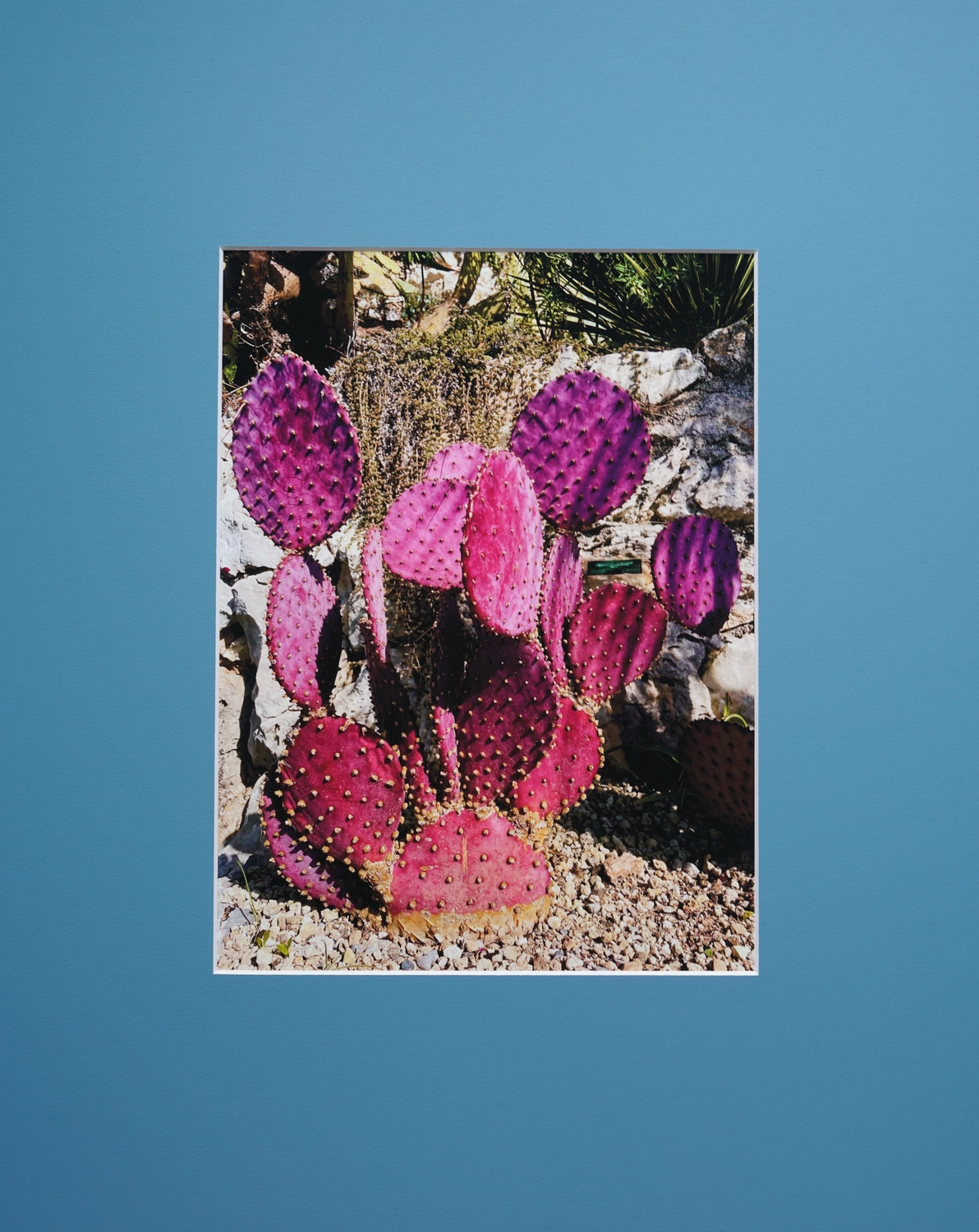 Jessica Backhaus - Fine Art Photography - The Nature of Things Photograph purple_cactus